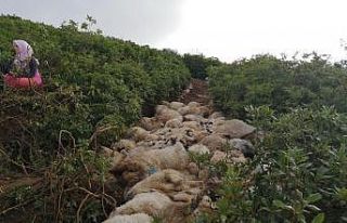 Yaylada 122 koyun telef oldu