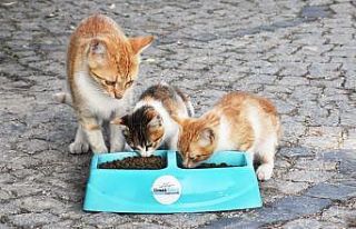 Yaz sıcaklarında sokak hayvanlarına destek