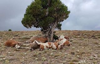 Yıldırım ağaca isabet etti: 9 inek telef oldu