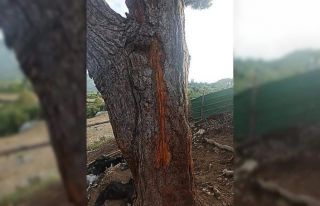 Yıldırım çarpması sonucu 30 hayvan telef oldu