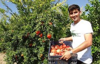 Yılın ilk Hicaz Narı hasadı Silifke’de yapıldı