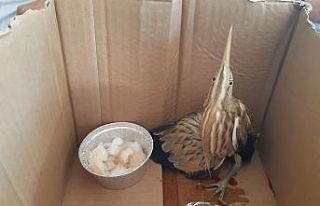 Yol kenarında kanlar içerisinde İran balıkçıl...