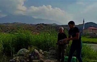 Yol üzerinde bulunan Macar ördeği doğaya bırakıldı