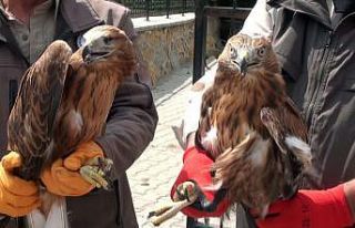 Yozgat’ta yaralı 2 kızıl şahin ve baykuş tekrardan...