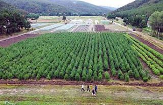 Yozgat’ta yetiştirilen fidanlar yanan ormanlara...