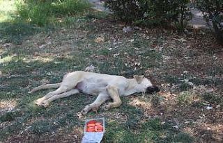 Yüksek sıcaklık sokak hayvanlarını da etkiledi