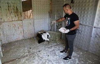 Yuvadan ayrılan yavru leylek koruma altına alındı
