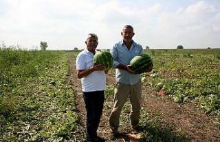 Yüzü gülen karpuz tüccarı çiftçiyi hediyeye...