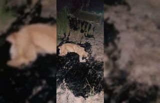 Zift birikintisine düşen köpeği itfaiye ekibi...