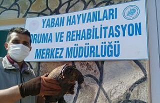 Ziftte bulanmış kaplumbağa temizlenerek doğaya...