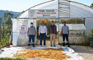 14 çeşit ürünün ata tohumları üretildi