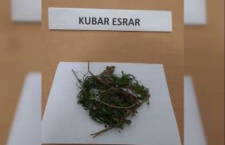 15 kök kenevir ve 690 gram kubar esrar ele geçirildi