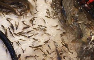 1 milyon 485 bin pullu sazan yavrusu suya bırakıldı