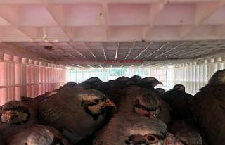 2 bin 675 adet Kınalı Keklik doğaya salındı