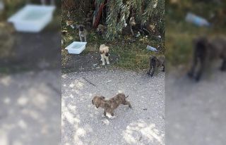 30’a yakın yavru köpeği yol kenarına bırakıp...