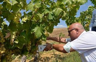 3 bin 80 dekar alanda üzüm yetiştiriciliği yapılıyor