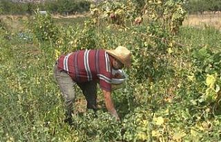 40 yıl gelmediği köyüne evini ve bahçesini kurarak...