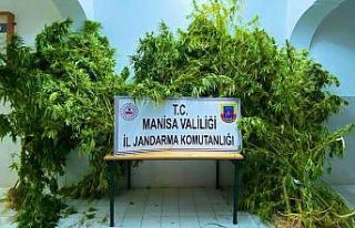 5 evin bahçesinde 43 kök kenevir ele geçirildi