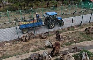 73 ayı, kış için enerji depoluyor