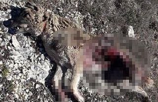 Aç kalan ayı köpeği parçaladı