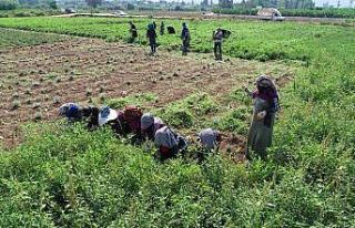 Adana’da tıbbi ve aromatik bitkilerin hasadı yapıldı