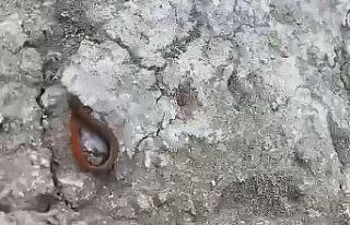 Adıyaman’da kırmızı kuyruklu kertenkele görüldü