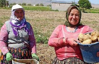 Afyonda patates hasadı başladı