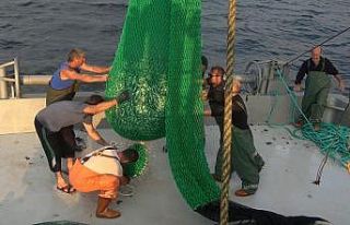 Ağlara kasa kasa istavrit takıldı