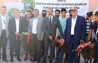 Ağrı’da 150 damızlık koç hibe yoluyla yetiştiricilere...