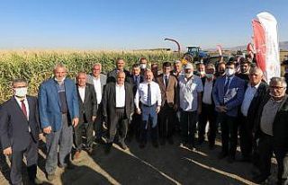 Ağrı’da silajlık mısır hasadı başladı