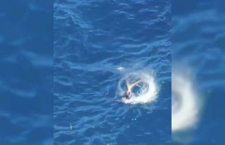 Akdeniz fokunun ahtapot avı