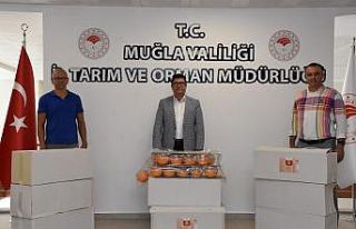 Akdeniz meyve sineği ile mücadele devam ediyor