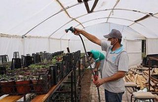 Aksaray Belediyesi yetiştirdiği 65 bin çiçek fidesi...