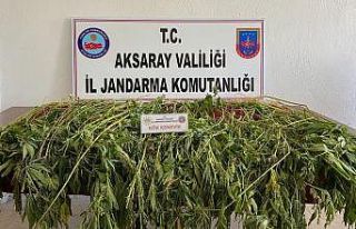 Aksaray’da 225 kök kenevir bitkisi ele geçirildi