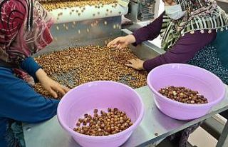 Alaplı’dan bu sezon 300 milyon dolarlık fındık...