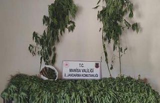 Alaşehir’de kenevir ve esrar ele geçirildi