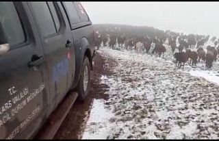 Allahuekber Dağları’nda kar ve tipide mahsur kalan...