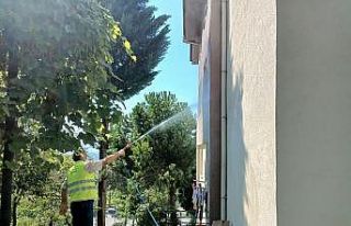 Amerikan beyaz kelebeği ile mücadele sürüyor