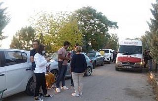 Ankara’da yol kenarına bırakılan 50 yavru köpekten...