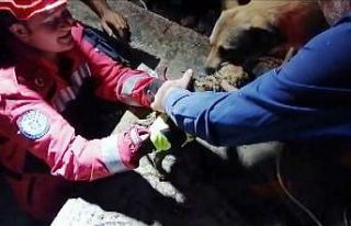 Anne köpeğin yavrusu ile duygulandıran buluşması