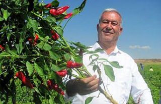 Araban’da biber hasadına başlandı