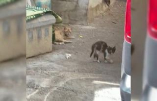 Araçta mahsur kalan kediyi itfaiye kurtardı