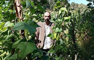 Araplı Fasulyesi pazardaki yerini aldı