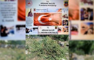Ardahan’da arazide kendiliğinden yetişen 17 bin...