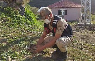 Ardahan’da jandarmanın yaralı halde bulduğu Kartal...