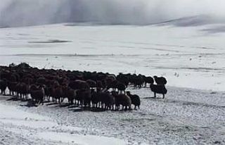 Ardahan’da kar ve tipide mahsur kalan yaylacılar...