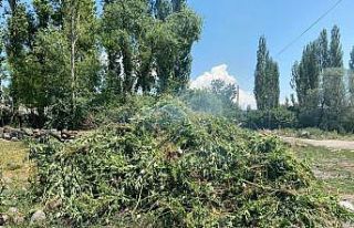 Ardahan’da kendiliğinden yetişen 10 bin kök kenevir...