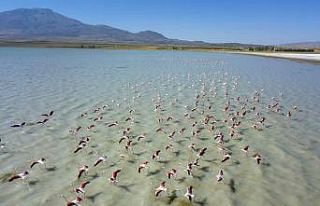 Arin Gölü’nü renklendiren Flamingolar havadan...