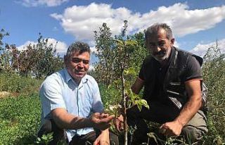 Armut ağacı sonbaharda çiçek açtı