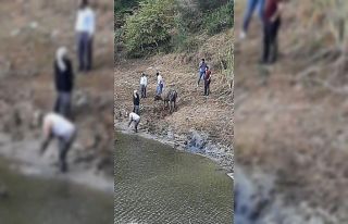 Arnavutköy’de derede bataklığa saplanan büyükbaş...